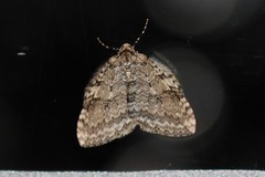 Epirrita dilutata