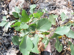 Eucalyptus alba