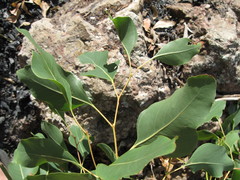 Eucalyptus alba