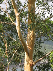 Eucalyptus alba