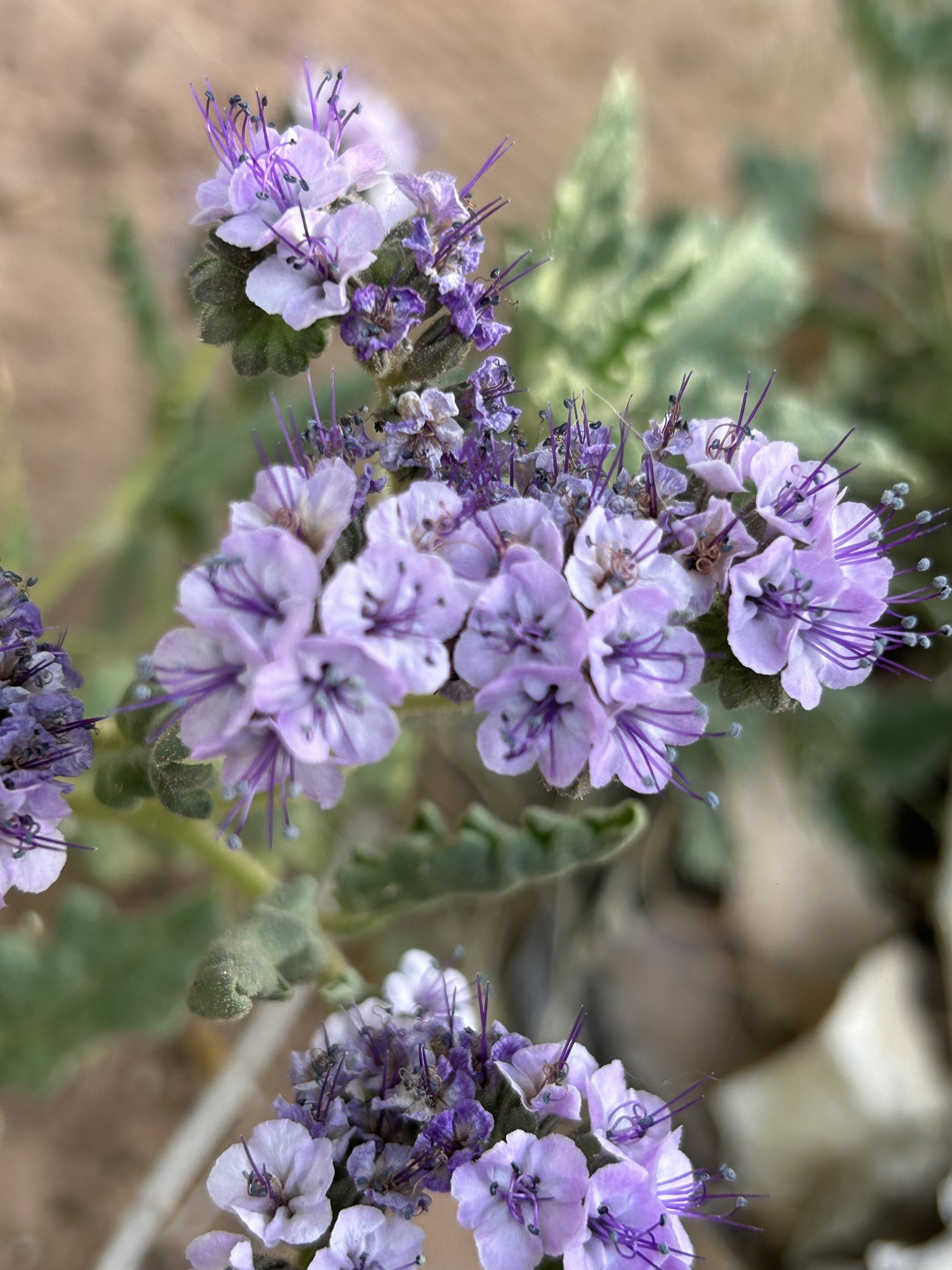 Phacelia integrifolia