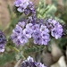 Gypsum Phacelia - Photo (c) raqroad216, some rights reserved (CC BY-NC)