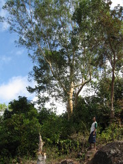 Eucalyptus alba