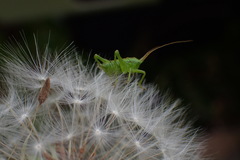 Tettigonia orientalis