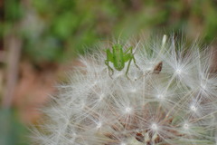 Tettigonia orientalis