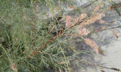 Tamarix gallica