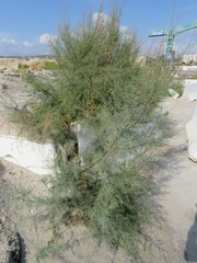 Tamarix gallica