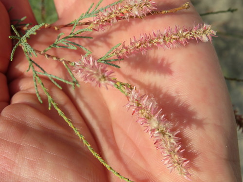 Französische Tamariske