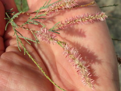 Tamarix gallica