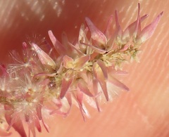Tamarix gallica