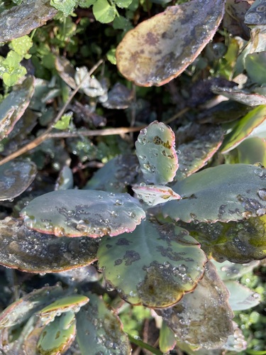 Image of Kalanchoe fedtschenkoi by (c) Nomzamo, some rights reserved (CC BY-SA)