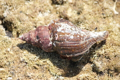 Australaria australasia