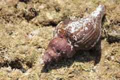 Australaria australasia