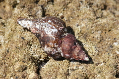 Australaria australasia