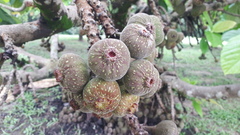Ficus auriculata