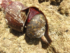 Australaria australasia