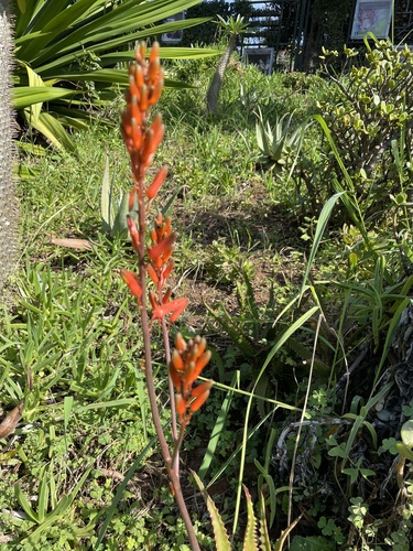 Aloe dawei (Aloe dawei)
