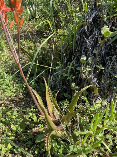 Image of Aloe dawei by (c) Nomzamo, some rights reserved (CC BY-SA)