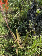 Aloe dawei, photograph (c) Nomzamo, some rights reserved (CC BY-SA)