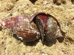 Australaria australasia