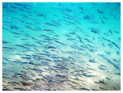 Spratelloides gracilis