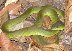 Trimeresurus insularis