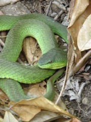 Trimeresurus insularis