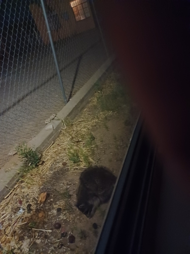 Common Raccoon photographed in New Mexico