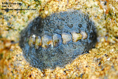 Acanthochitona defilippii