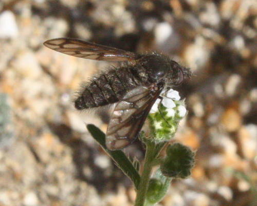 Cone-snout Bee Fly photo 5