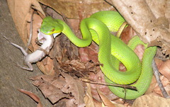 Trimeresurus insularis