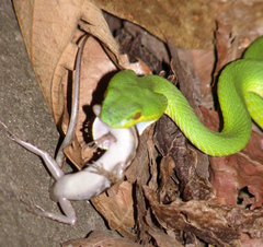 Trimeresurus insularis