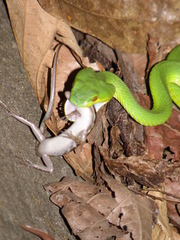 Trimeresurus insularis