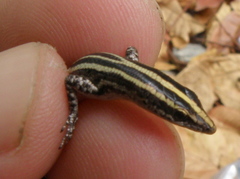 Cryptoblepharus leschenault