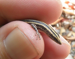 Cryptoblepharus leschenault