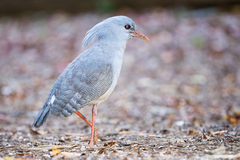 Kagu photo 2