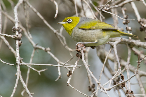 New Caledonian Silvereye (Subspecies Zosterops lateralis griseonota ...