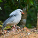 Kagu - Photo (c) Frédéric Desmoulins, some rights reserved (CC BY-NC), uploaded by Frédéric Desmoulins
