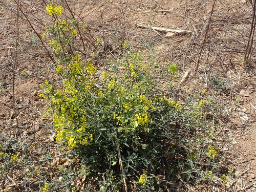 Callaeum macropterum