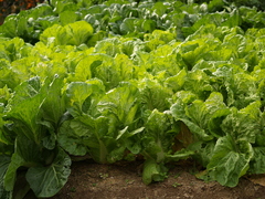 Brassica rapa pekinensis