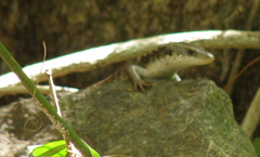 Emoia atrocostata