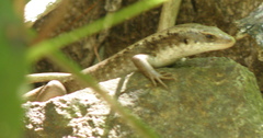 Emoia atrocostata