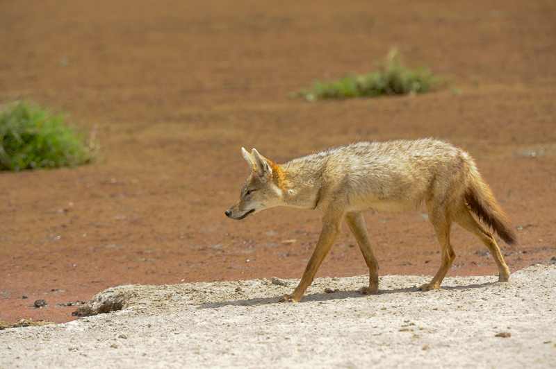 Lobo Dorado Africano (Canis anthus) · iNaturalist Panamá