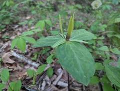 Trillium viride, photograph (c) Ryan Sorrells, some rights reserved (CC BY)