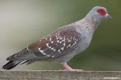 Columba guinea