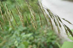 Spodiopogon cotulifer