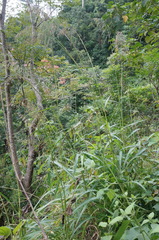 Spodiopogon cotulifer