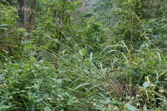 Spodiopogon cotulifer