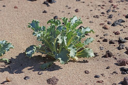 Argemone corymbosa ssp. corymbosa