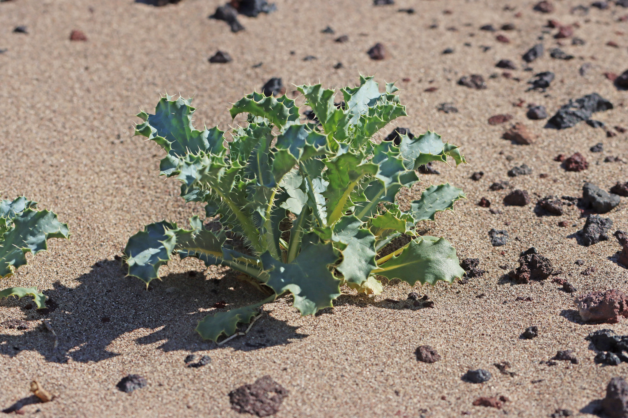 Argemone corymbosa ssp. corymbosa